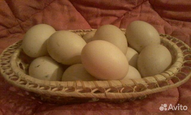 Купить мускусных яйца инкубационные яйца. Инкубационное яйцо 30 дней мускусная утка. Авито птицы.