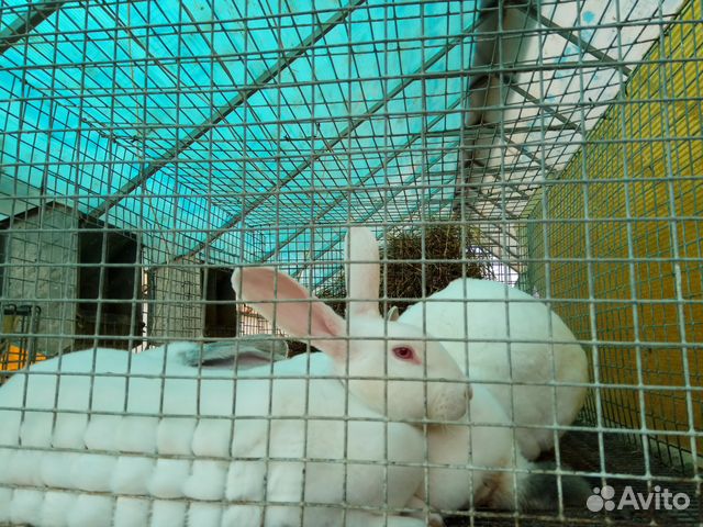 Кролики породы рекс (белые) купить на Зозу.ру - фотография № 5