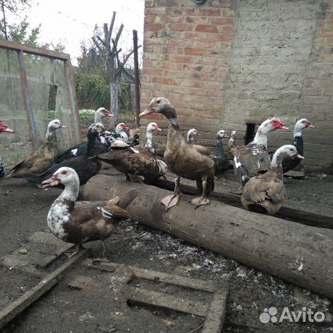 Продаю индоуток Продаю индоуток