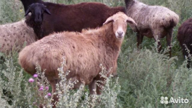 Овцы,ярки, баранчики эдельбаевской породы купить на Зозу.ру - фотография № 2