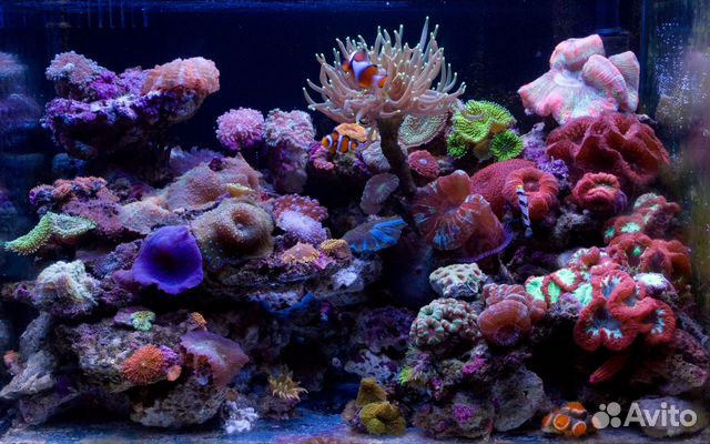 Морской аквариум 1600 литров купить на Зозу.ру - фотография № 3