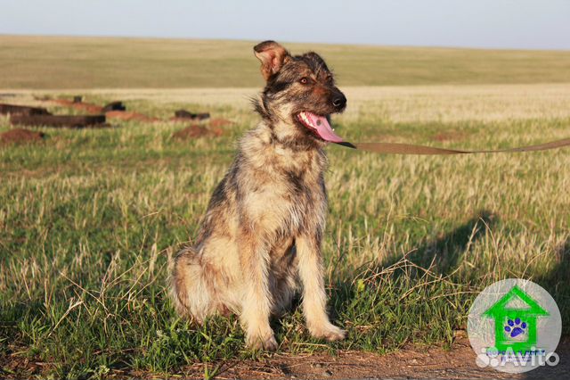 Настоящая семейная собака Шаня купить на Зозу.ру - фотография № 2