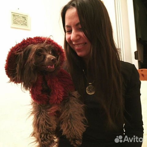 Стрижка собак и кошек. Ультразвуковая чистка зубов