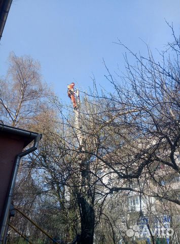 Спил деревьев, обрезка деревьев, кронирование Спил деревьев, обрезка деревьев, кронирование