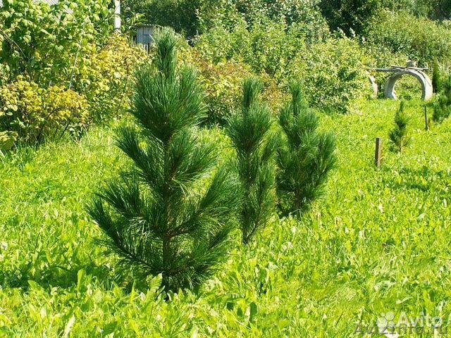 Саженцы сосны,ели,кедра,пихты Саженцы сосны,ели,кедра,пихты