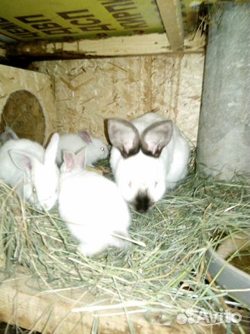 Кролик кролики мясо кролика купить на Зозу.ру - фотография № 6