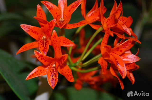 Орхидея Guarianthe aurantiaca