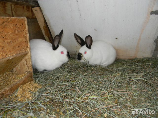 Кролики калифорнийские купить на Зозу.ру - фотография № 5