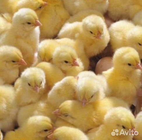 Инкубация цыплят купить на Зозу.ру - фотография № 2