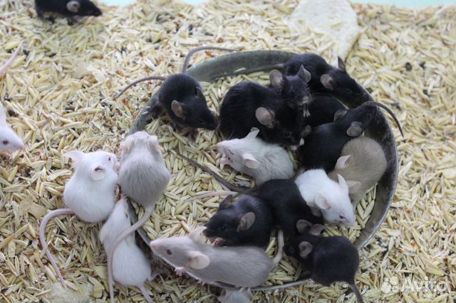 Кормовые мышки купить на Зозу.ру - фотография № 2