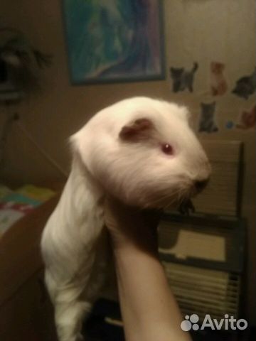Вязка морской свинки