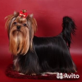 Миниатюрные женихи разных пород на вязку