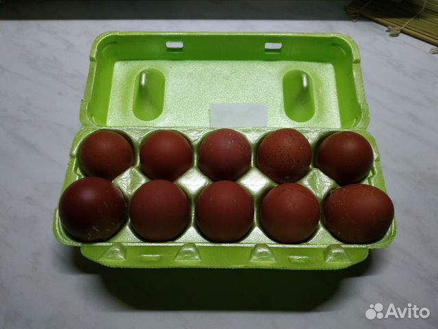 Инкубационное яйцо кур породы Маран черно-медный купить на Зозу.ру - фотография № 1