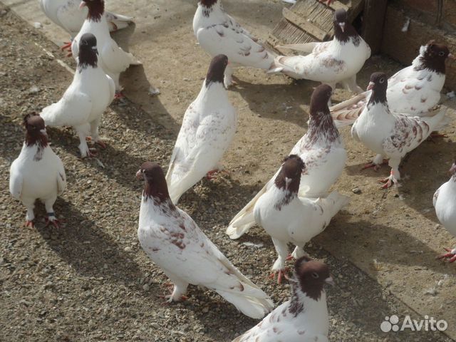 Иранские голуби в Железноводске купить на Зозу.ру - фотография № 3