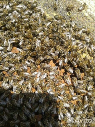 Пчелопакеты купить на Зозу.ру - фотография № 6