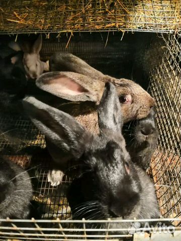 Кролики калифорнийские и фландеры купить на Зозу.ру - фотография № 5