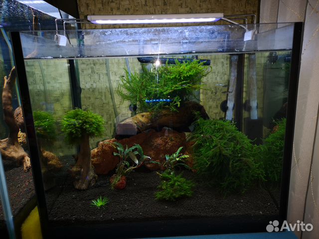 Нано аквариумы 30-50-55 литров 3 штуки купить на Зозу.ру - фотография № 5