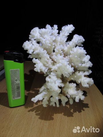 Коралл для аквариума