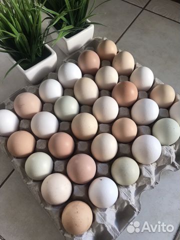 Индюки 8 месяцев) Инкубационные Яйца купить на Зозу.ру - фотография № 5