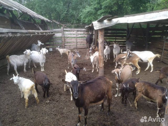 Отдам новорожденных козлят купить на Зозу.ру - фотография № 2