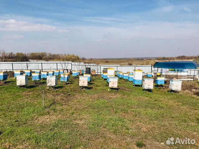 Продаются пчелы купить на Зозу.ру - фотография № 5