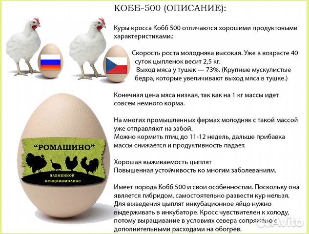 Инкубационное Яйцо Бройлеров (Кобб500 и др.) купить на Зозу.ру - фотография № 3