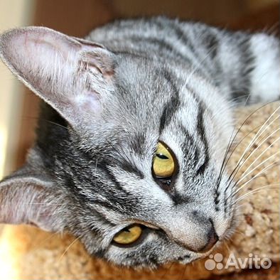 Кошка курильского бобтейла купить на Зозу.ру - фотография № 1