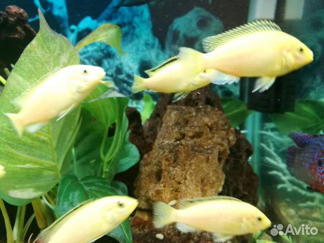 Рыбки эллоу (yellow)