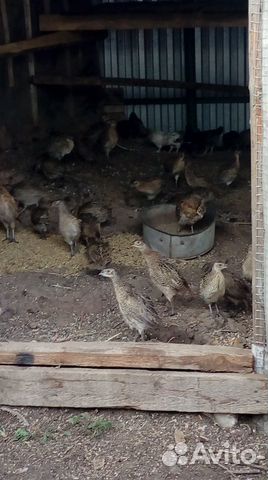 Охотничьи фазаны племенные купить на Зозу.ру - фотография № 2
