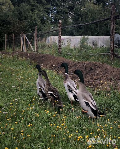 Купить Уток Индийский Бегунок Взрослых В Брянской