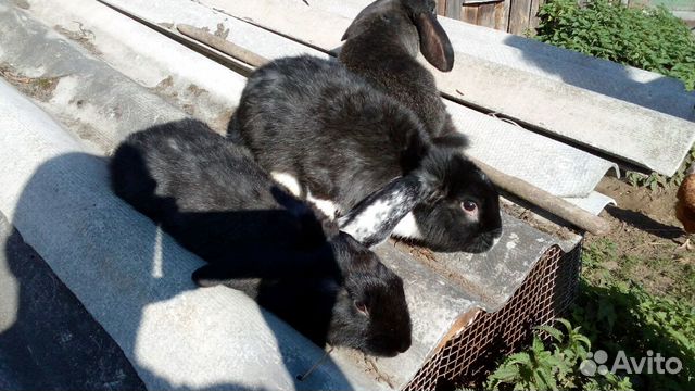 Кролики разных пород купить на Зозу.ру - фотография № 3