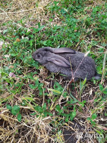 Крольчата серый великан кролики купить на Зозу.ру - фотография № 5