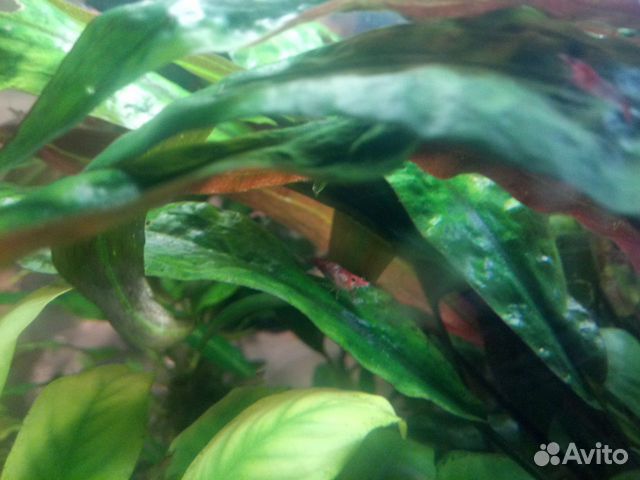 Креветки, аквариумные растения купить на Зозу.ру - фотография № 4