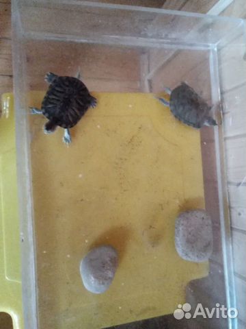 Черепахи водяные купить на Зозу.ру - фотография № 4