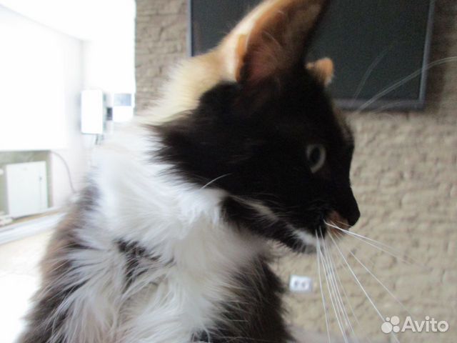 Трёхцветная кошка в ответственные руки купить на Зозу.ру - фотография № 3