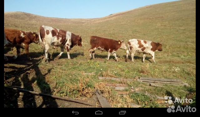 Продам коров, телок, бычков купить на Зозу.ру - фотография № 1