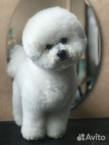 Стрижка собак и кошек Стрижка собак и кошек