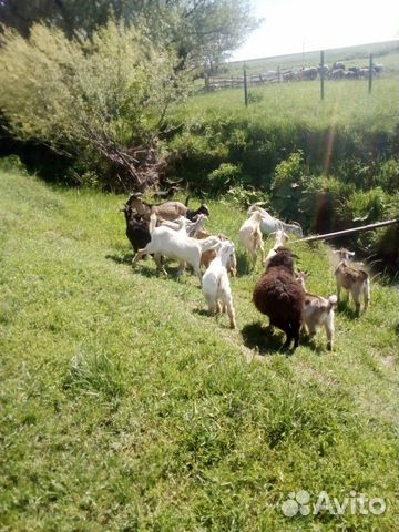Овцы бараны курдючной породы козы козлята нубийски купить на Зозу.ру - фотография № 3