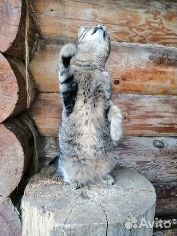 Метис европейской кошки в дар купить на Зозу.ру - фотография № 7