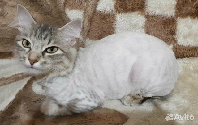 Стрижка кошек