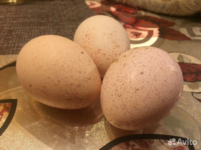 Индюшиное яйцо для инкубации купить на Зозу.ру - фотография № 1