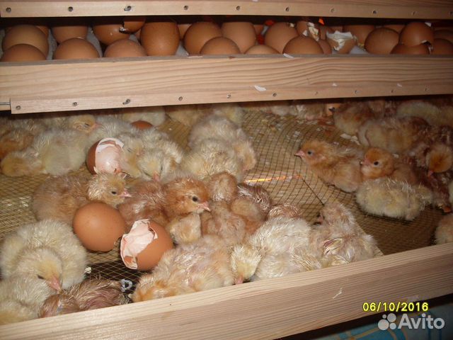 Инкубатор на 600 яиц купить на Зозу.ру - фотография № 4
