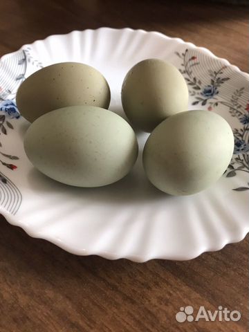 Яйца Араукана купить на Зозу.ру - фотография № 2
