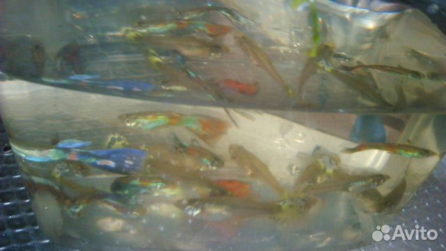 Аквариумные рыбки - моллинезии чёрные, гуппи, раст купить на Зозу.ру - фотография № 5