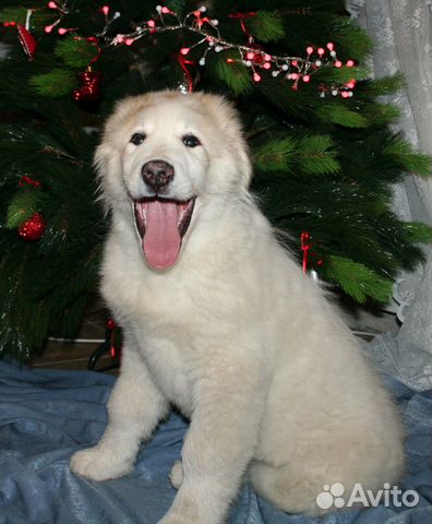 Большая перинейская горная собака - щенки купить на Зозу.ру - фотография № 9