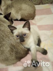 Котята от тайских родителей купить на Зозу.ру - фотография № 6