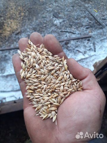 Пшеница,ячмень 10 купить на Зозу.ру - фотография № 1