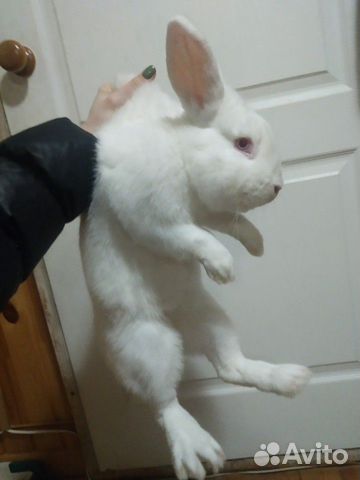 Кролики Новозеландские белые купить на Зозу.ру - фотография № 1