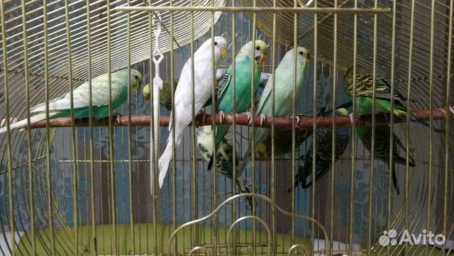 Продажа попугайчиков купить на Зозу.ру - фотография № 3