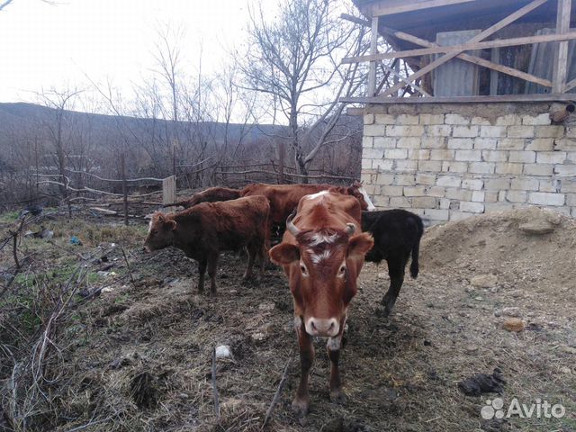 Коровы и бычки купить на Зозу.ру - фотография № 3